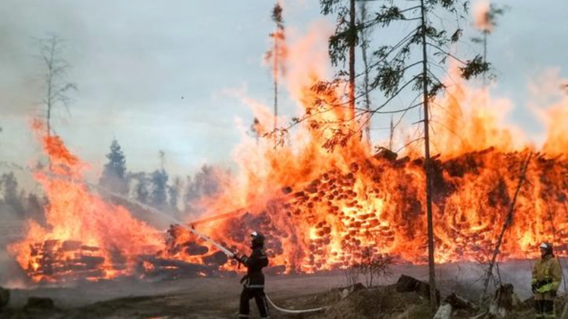 В Greenpeace предложили способы борьбы с пожарами в России