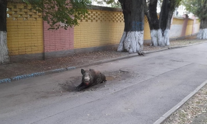 На улицах Ростова-на-Дону отловили трех диких кабанов
